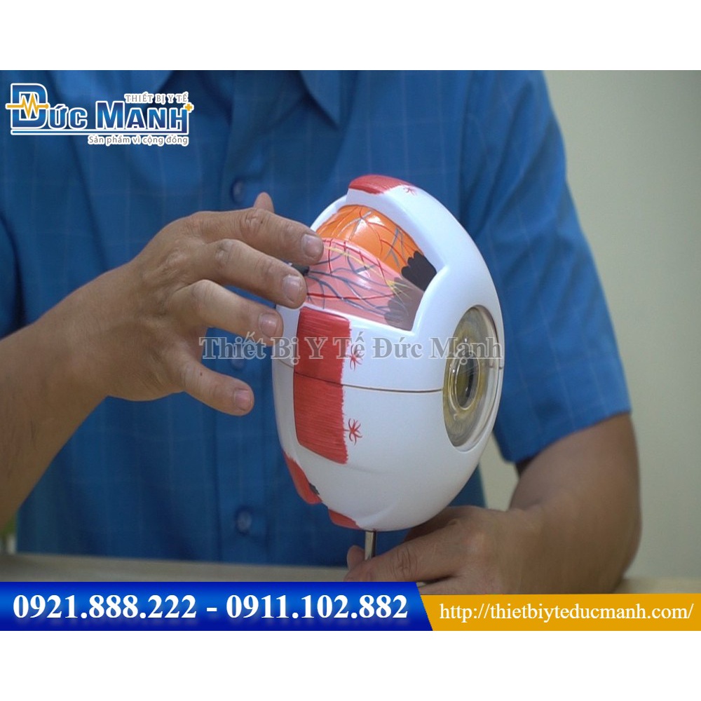 Mô hình giải phẫu mắt