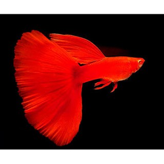 2 cặp đèn màu nước Full Red + Tặng thùng xốp 30x20x10