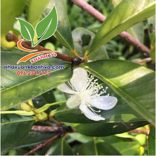 Cây giống Cherry Nhiệt đới 001