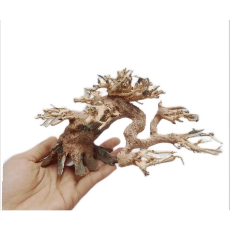 Lũa bonsai dùng cấy rêu