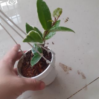 Cẩm cù lá cẩm thạch