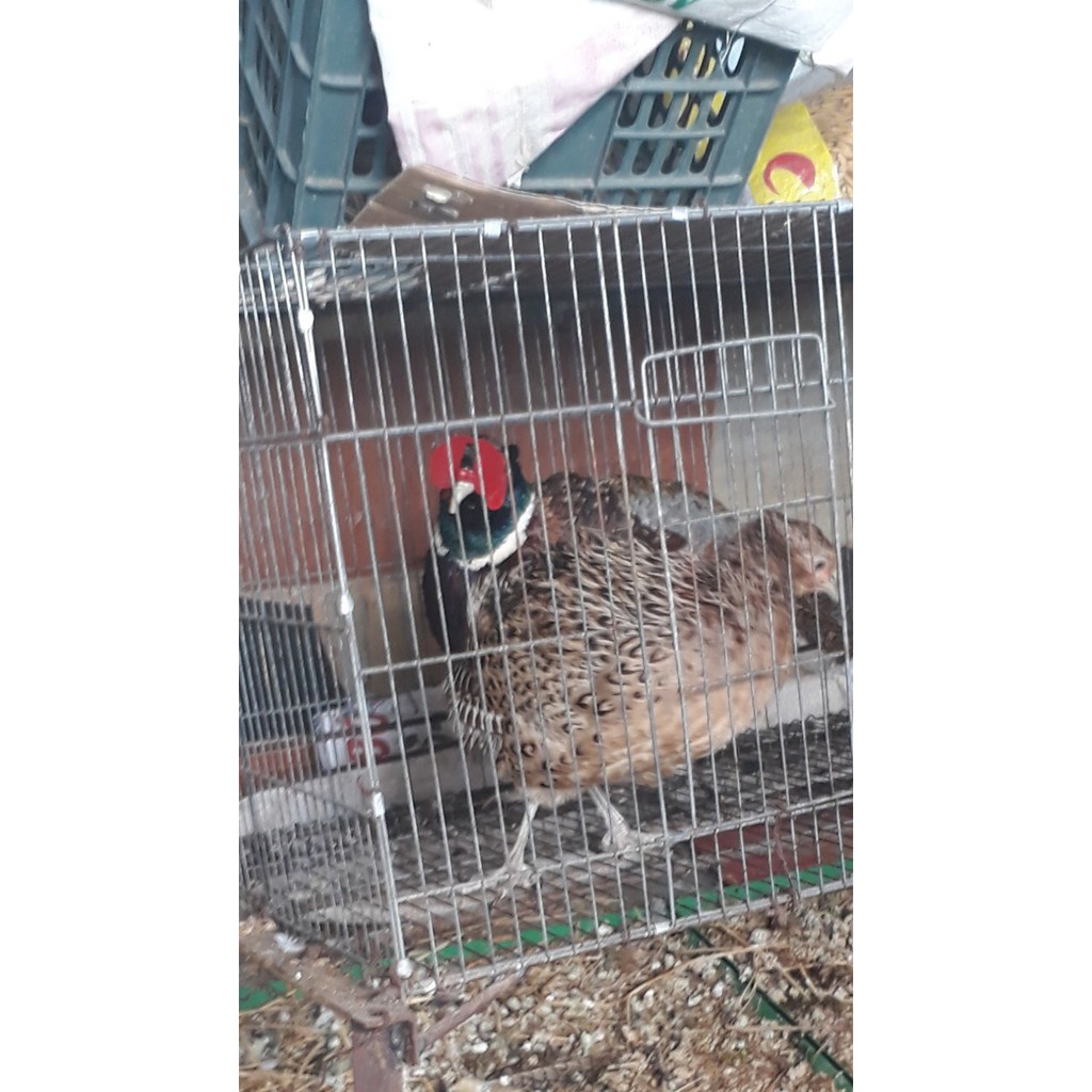 Kính Đeo Mắt Cho Gà Hàng Loại Tốt