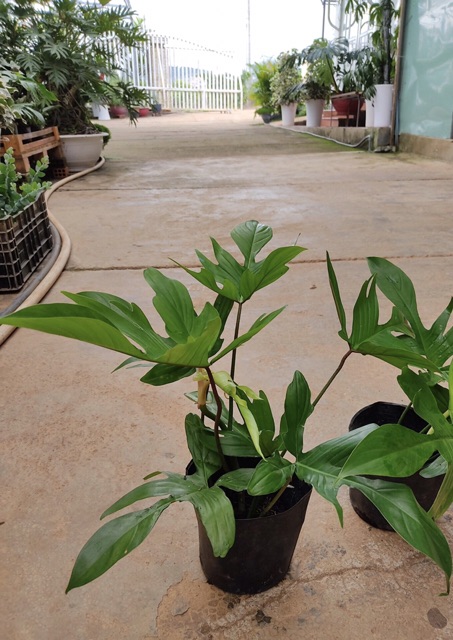 Trầu bà cánh én - Philodendron Florida ghost