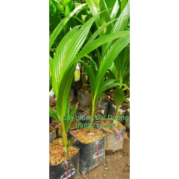 Dừa sáp 170k/1 cây