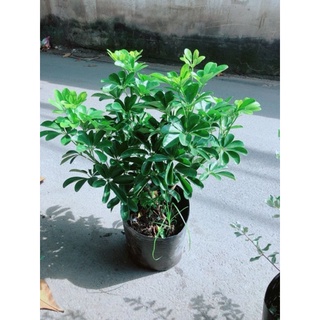 Cây ngũ gia bì size lớn