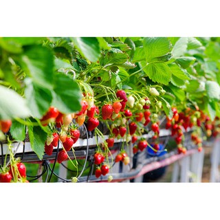 [Seeds] Hạt giống Dâu tây Đỏ 100 Hạt