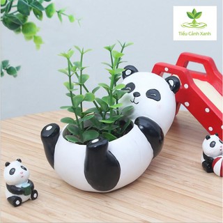 Chậu cây gấu trúc dễ thương - trang trí - tiểu cảnh