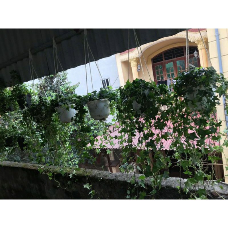 Cây Thường Xuân
