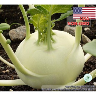 1Gr Hạt Giống Su Hào Trắng USA (A1.204| B30*W31*M165)