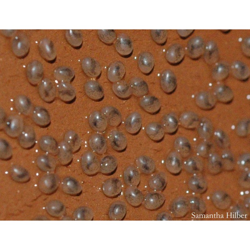 Thức Ăn Cho Cá Giống - Cz3 help For Breeding