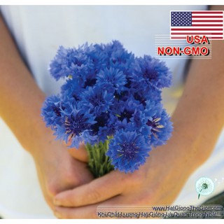1000.HẠT Hạt Giống Hoa Trúc Mai Xanh Blue 70cm (| B14*V14)