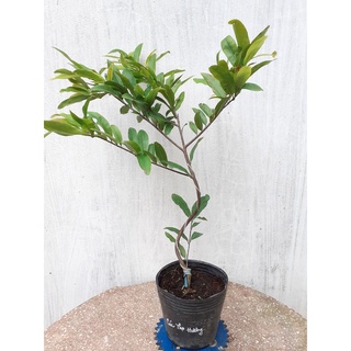 Mai Cúc Thọ Hương Mini