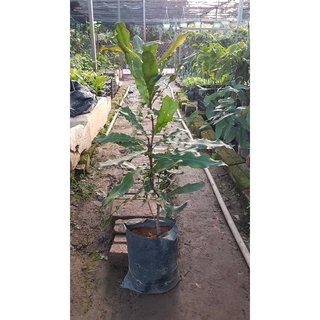 Cây giống Mắc Ca cao 60-80cm (ảnh thật) .