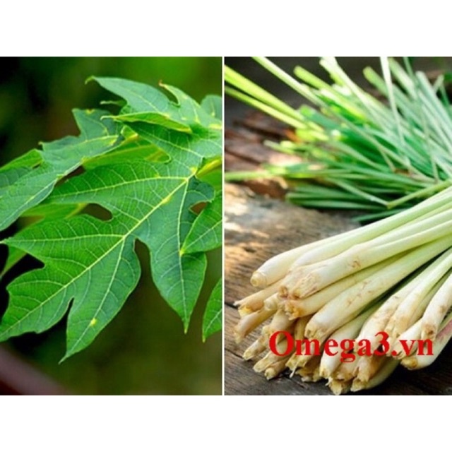 Lá đu đủ đực khô loại 1, cải thiện đường hô hấp, ngừa ung thư, tốt cho hệ tiêu hóa, ổn định đường huyết