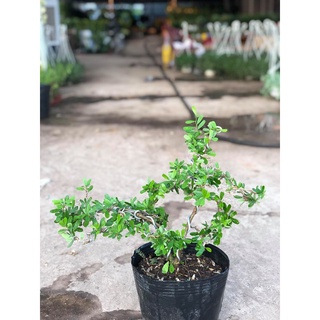 Cây linh sam bonsai