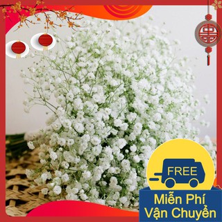 Combo 3 Gói Hạt Giống Hoa Baby Trắng