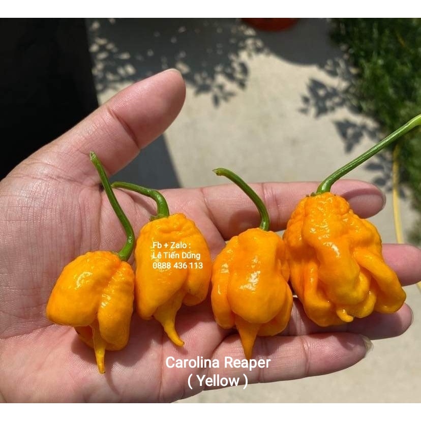 Hạt Giống Ớt Carolina Reaper