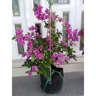 cây hoa giấy giống mới hot