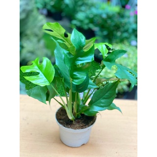 câu Monstera mini