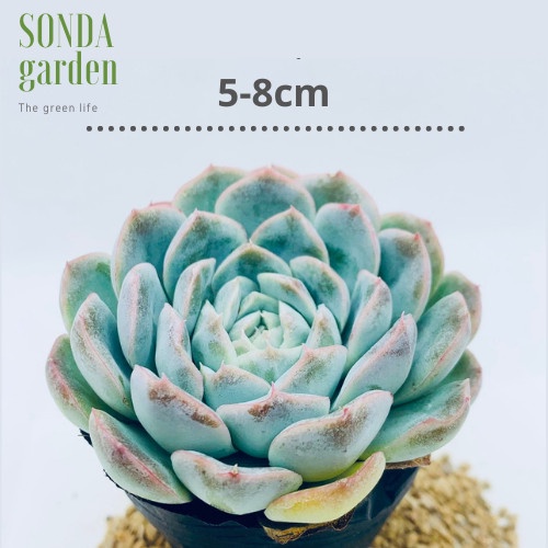 Sen đá thanh cúc SONDA GARDEN size bé 5-8cm, xuất xứ Đà Lạt, khoẻ đẹp, lỗi 1 đổi 1