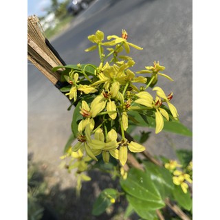 Cây Mai Hoàng Yến (Kim đồng leo)