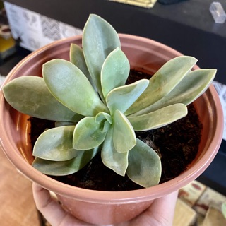 Sen đá voi . Sen voi