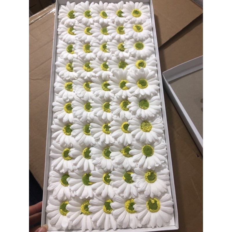 Hoa cúc sáp Hoạ mi