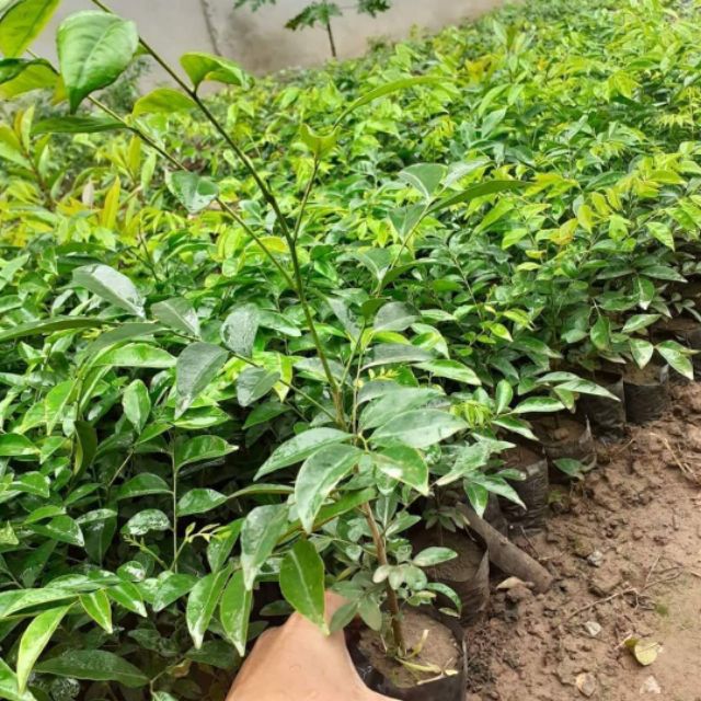 CÂY MẮC MẬT