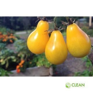 Hạt Giống Cà Chua Lê Vàng - 30 Hạt