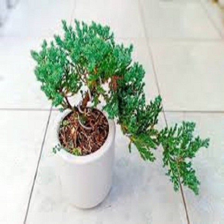 CÂY TÙNG XÀ BONSAI - CÂY THỦY TÙNG - NGỌA TÙNG SIÊU ĐẸP