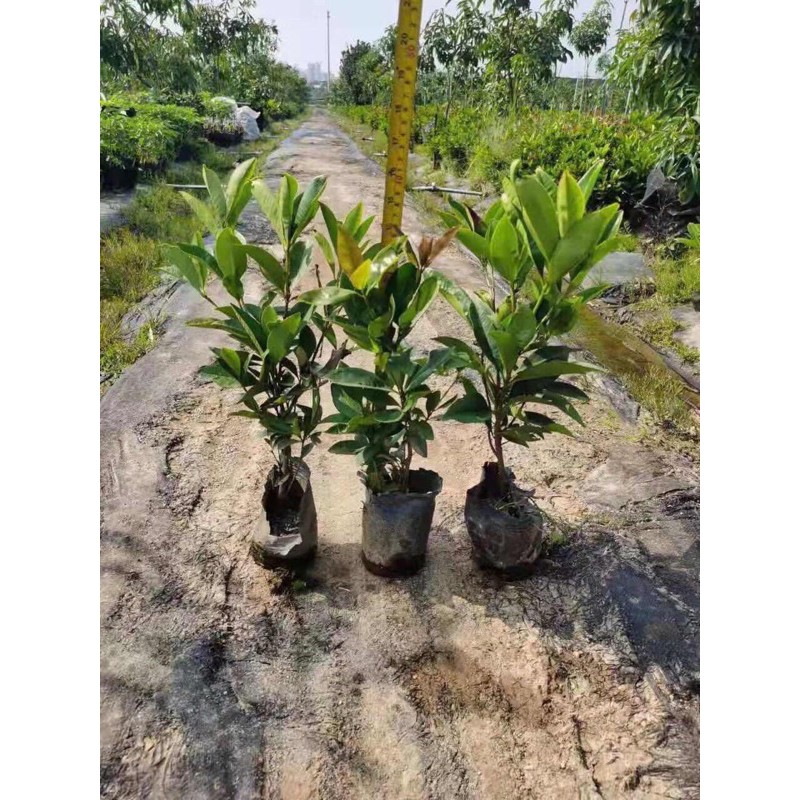 Cây Cherry Brazil - Cherry Nam Mỹ cây cao khoảng 40 - 50cm