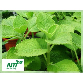 Hạt giống rau Húng Chanh TN