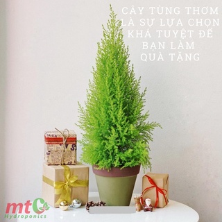 Cây Tùng Thơm - Cây thông noel mini, Cây Trang Trí phòng khách, Mang lại may mắn, cây cao 40-50cm