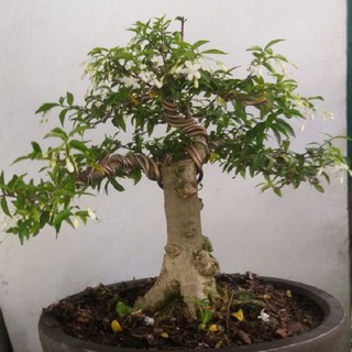 Chậu cây mai chiếu thủy vượng phong thủy