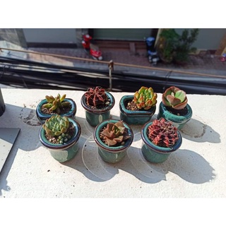 chậu mini hoả biến