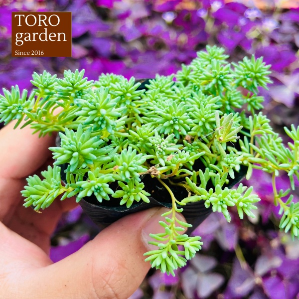 Sen đá sedum cơm Đà Lạt size bé cây cảnh trang trí nhà cửa Toro garden