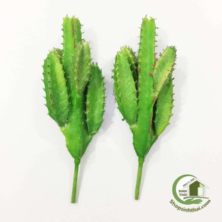 Cây xương rồng giả