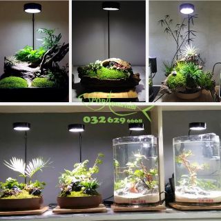ĐÈN LED ÁNH SÁNG TRẮNG VÀ CHÂN ĐẾ GỖ CHO BỂ CÁ CẢNH VÀ TIỂU CẢNH