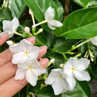 Hoa Lài Tây