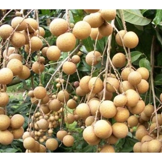 Nhãn Thái  ( 1kg )
