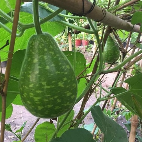 HẠT GIỐNG BẦU SAO YANGLONG F1