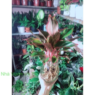 Chậu Cây Phú Quý Thuỷ Sinh