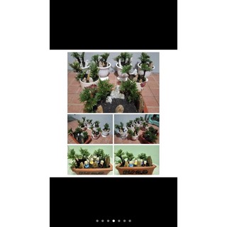 cây trường sinh thảo kiểng bon sai
