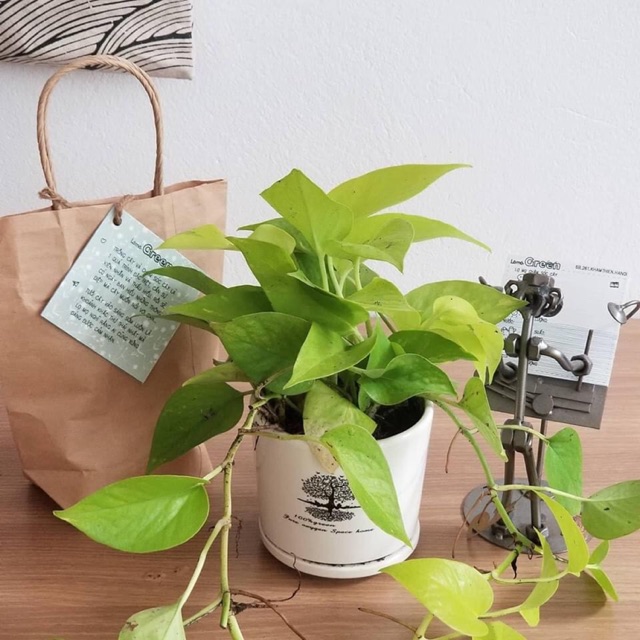 Trầu bà thái vàng 2 cỡ