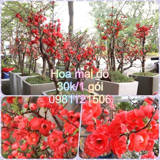 Hạt giống hoa mai đỏ. Combo 2 gói tặng 2 viên nén ươm hạt và kích mầm.