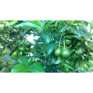 Cây giống Bơ booth 6 tháng ra trái
