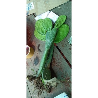 Xương rồng tai thỏ 25cm