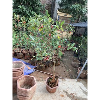 cây táo bon sai cơ lớn