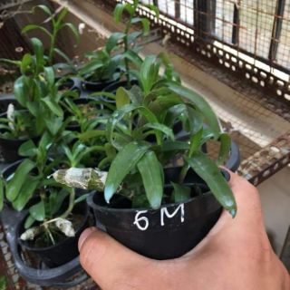 TRẦM 6 MẮT ĐỘT BIẾN