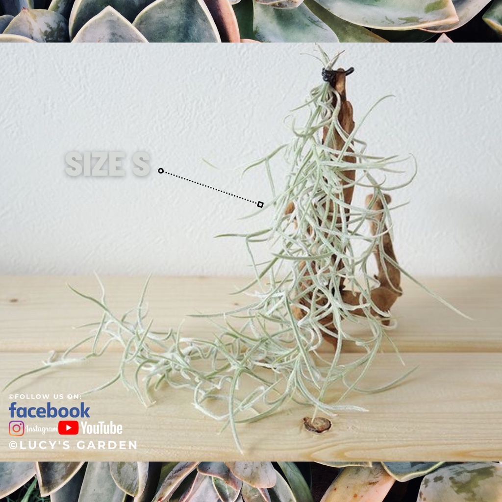 Cây Không Khí Tóc Tiên | Tillandsia Usneoides